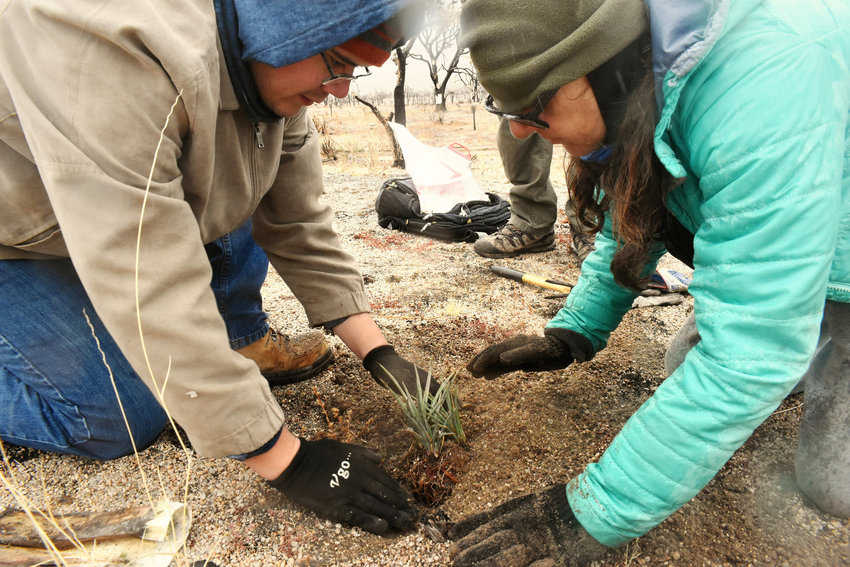 Volunteers Joe Landeros and Anthea Raymond tamp down the earth around a newly planted Joshua tree seedling in the California Mojave Desert. (Nathan Solis/Los Angeles Times/TNS)