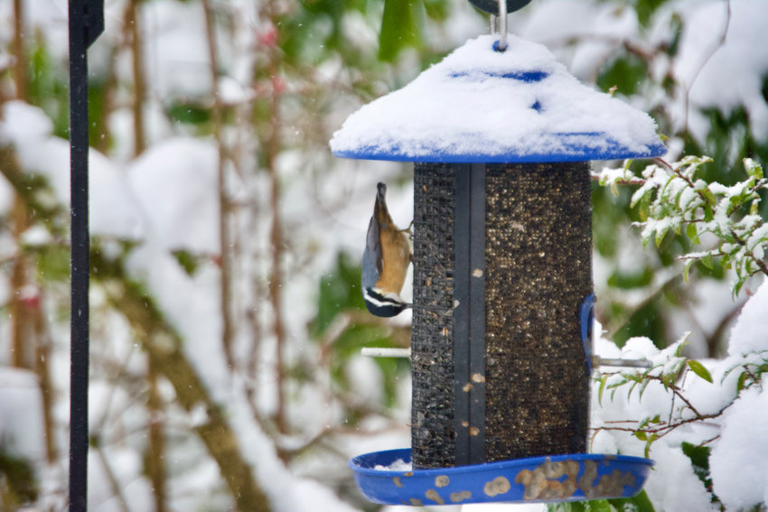 A red-breasted nuthatch is pictured at a bird feeder west of Chehalis on Tuesday.