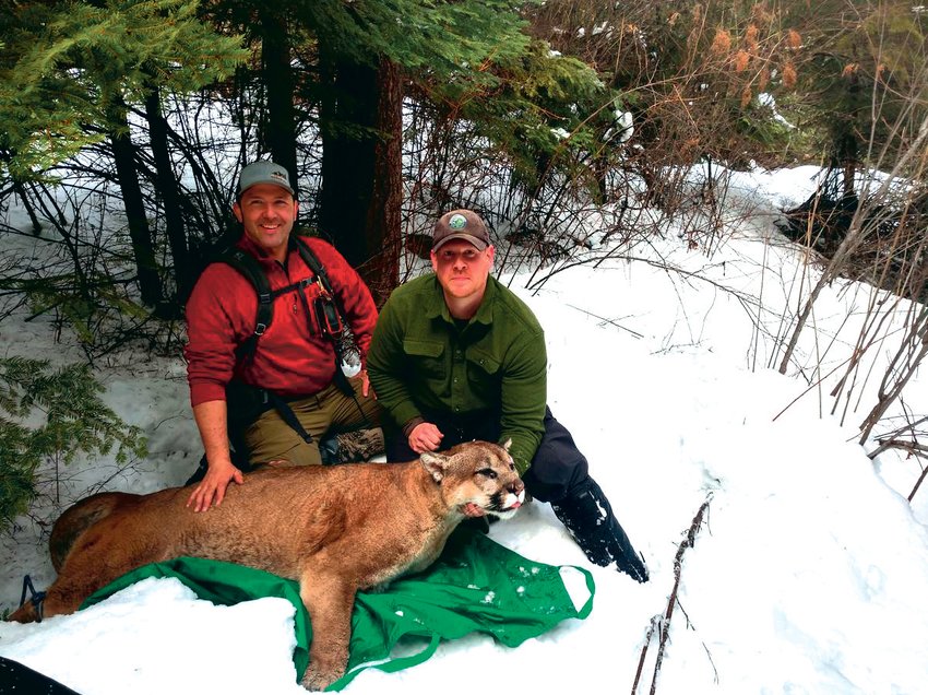 Brian Kertson, right, and Bart George sit next to a 197-pound cougar they caught and collared on Monday, March 5, 2018. Kertson, who is 6-foot-2 and 270, said the tom cat&rsquo;s forearms made his arms look puny.