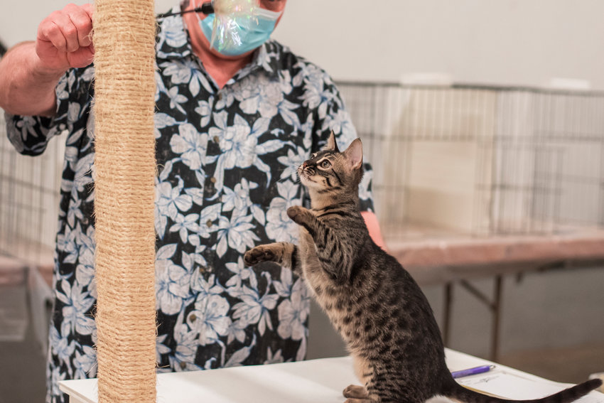 FILE PHOTO &mdash; Cloudsrest, a Charcoal Savannah cat owned by Julie Laney, of Rainier, looks on while playing with a toy held by Judge Jim Armel at the Southwest Washington Fairgrounds last January.