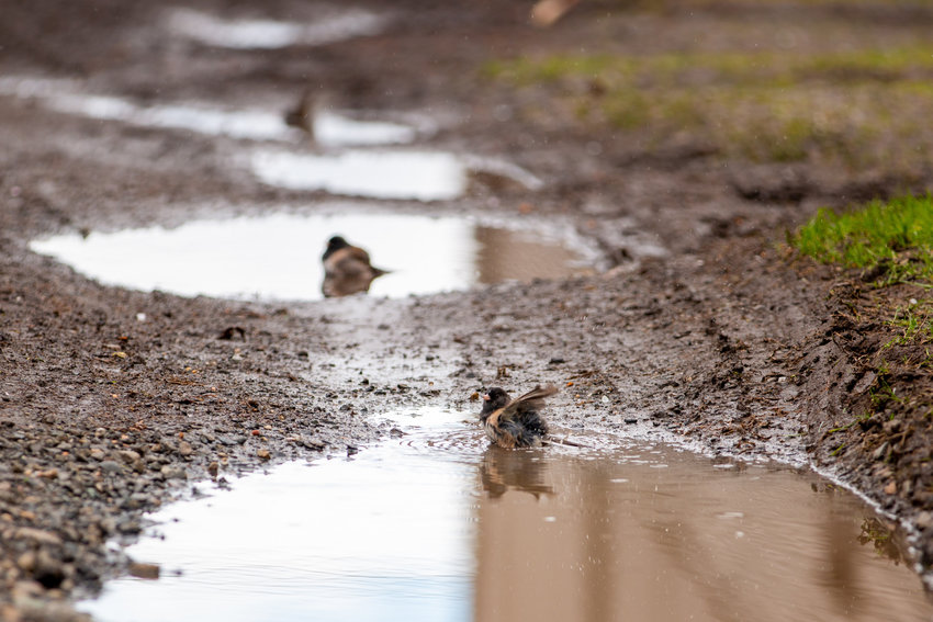 Birds bathe in an alleyway puddle in Chehalis earlier this year.