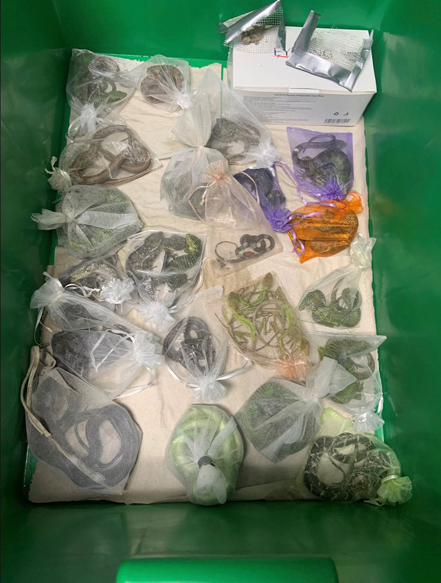 Federal prosecutors say these are among the 1,700 reptiles that Jose Manuel Perez, 30, of Oxnard tried to smuggle into the U.S. (U.S. Attorney&rsquo;s Office for the Central District of California/TNS)