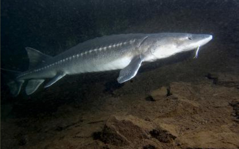 A white sturgeon is pictured.