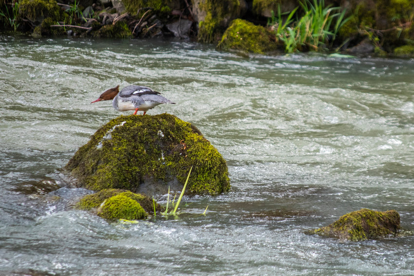 A common merganser prepares to dive into the Skookumchuck River in this file photo.