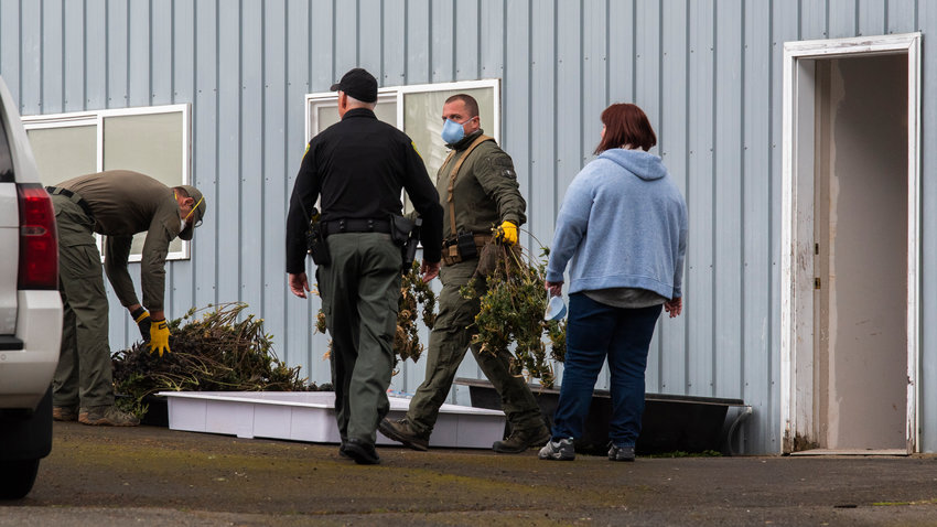 Local law enforcement removes plants from a structure in the 100 block of Carrol Way off Frogner Road Thursday afternoon in Chehalis following the arrest of one individual while serving a search warrant that also located firearms.