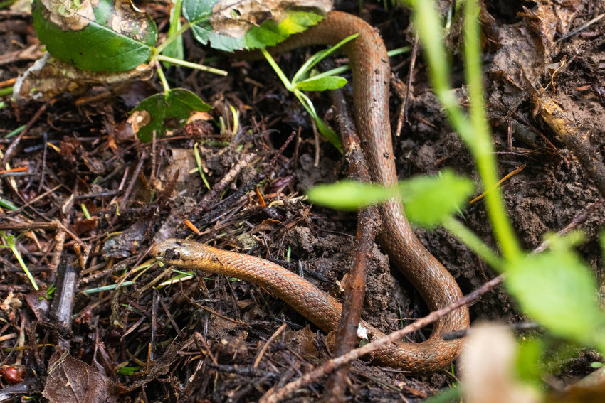 A snake slithers through the underbrush in the Seminary Hill Natural Area in April.