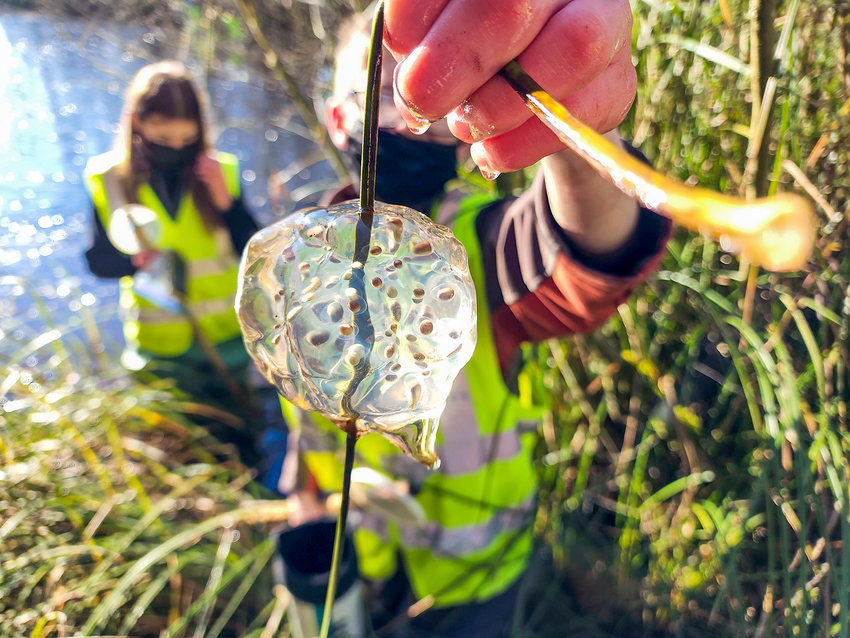 A CASEE student holds up a Western salamander egg mass found during a pond survey on the 80-acre campus in Brush Prairie.