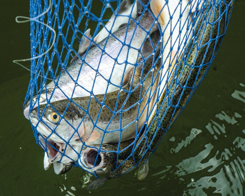 A catch of trout is held up on display in a net during the Mineral Lake Fishing Derby.