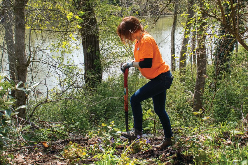 Lewis County Stream Team Coordinator Kenna Fosnacht digs up invasive Italian arum in Fort Borst Park in Centralia on Saturday. The Lewis County Stream Team is funded by the Office of the Chehalis Basin.
