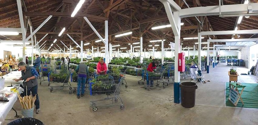The Expo Center at the Southwest Washington Fairgrounds is stocked with plants by Master Gardeners and volunteers in this 2018 Chronicle file photo. This year&rsquo;s sale will be held in the Blue Pavillion.