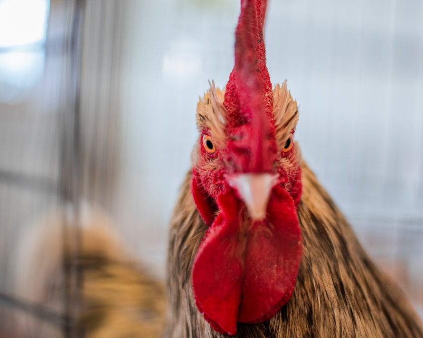 FILE PHOTO &mdash; A rooster eyes the camera during the Spring Youth Fair in 2022.
