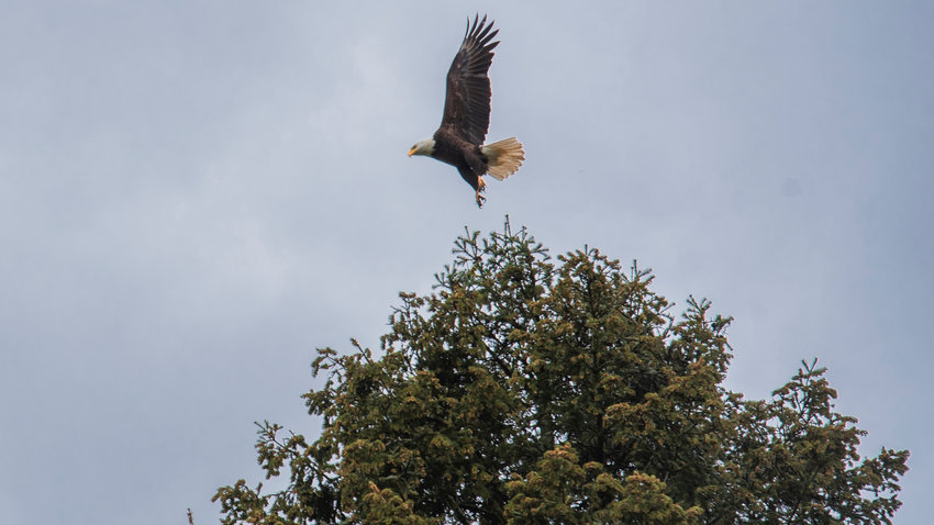A bald eagle takes flight from a branch over Jorgensen Road in Onalaska on Monday.