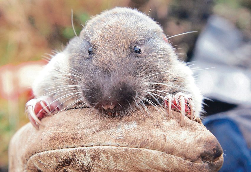 The Mazama pocket gopher is listed as protected under the Endangered Species Act. The subspecies now protected exists in the areas of Olympia, Roy Prairie, Tenino and Yelm.