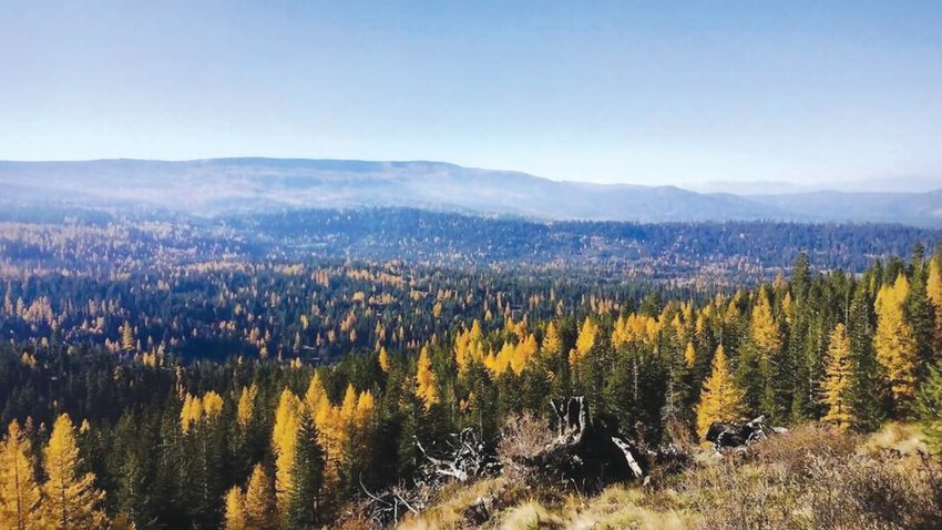 The forested land that includes Naenum Ridge is pictured here. About 555,000 acres of forests in Washington were damaged by last year&rsquo;s intense summer heat, foliar diseases and beetles, according to the Department of Natural Resources.