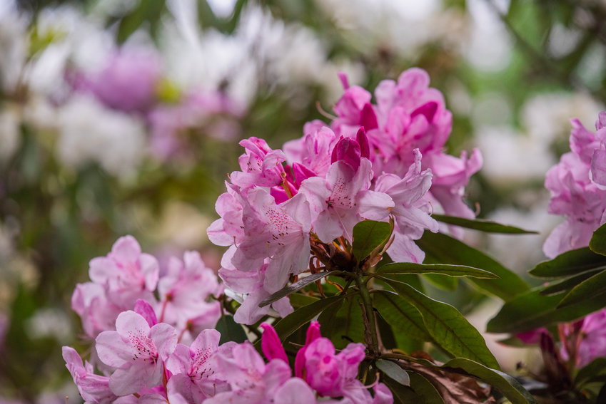 Flowers bloom in the Rhododendron Garden at Borst Park in Centralia in May 2022.