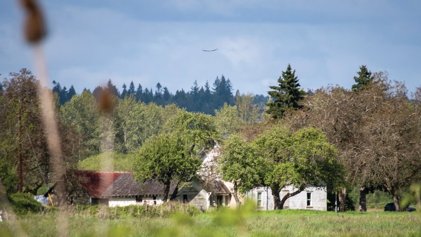 A bald eagle soars over a barn off the Willapa Hills Trail on Monday afternoon. After an unseasonally wet and cold start to spring, the National Weather Service in Seattle is predicting warmer weather and clearer skies for the week ahead. Highs in the mid-60s to mid-70s and partly sunny skies are predicted through Thursday, according to the National Weather Service. The timing is especially helpful for the photographer who captured these photos. Reporter Isabel Vander Stoep and photographer Jared Wenzelburger on Saturday will embark on a journey on the Chehalis River &mdash; via kayak &mdash; from Pe Ell to Grays Harbor. They&rsquo;ll take readers along for the ride, with comprehensive coverage of their journey and issues related to the river unfolding over 10 days. Follow along at chronline.com, and be sure to follow The Chronicle on Facebook, Twitter and Instagram for bonus content.