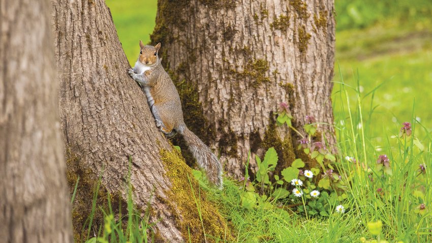 A squirrel looks on while clung to a tree in Fort Borst Park on Tuesday.