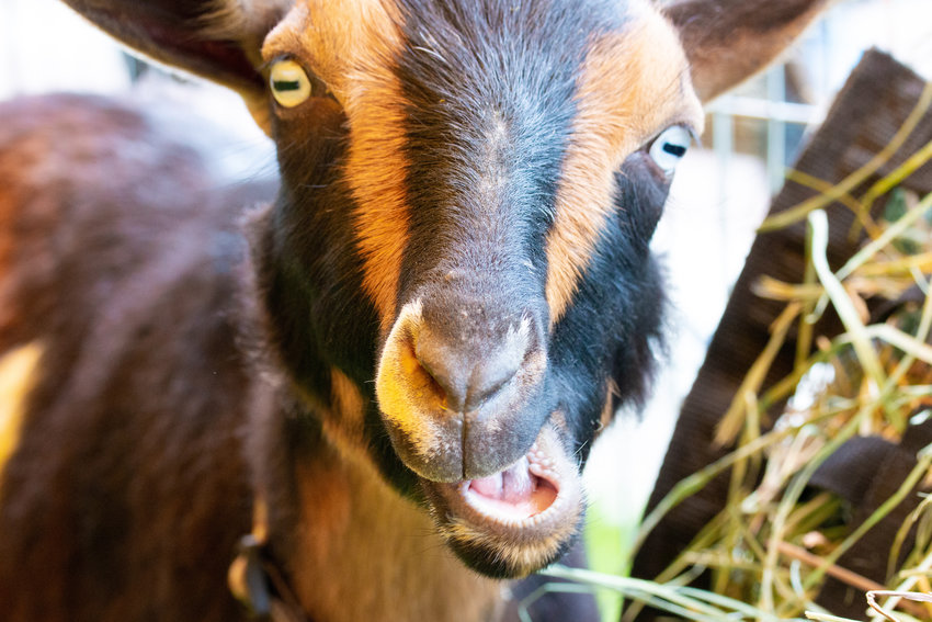 A goat looks into the camera as it chews on some hay at the petting zoo at the Centralia College SpringFest Tuesday afternoon.