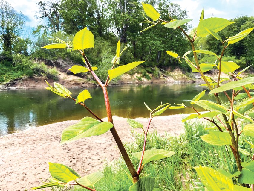 Knotweed is seen on a bank of the Chehalis River in Chehalis near Northwest Florida Avenue.
