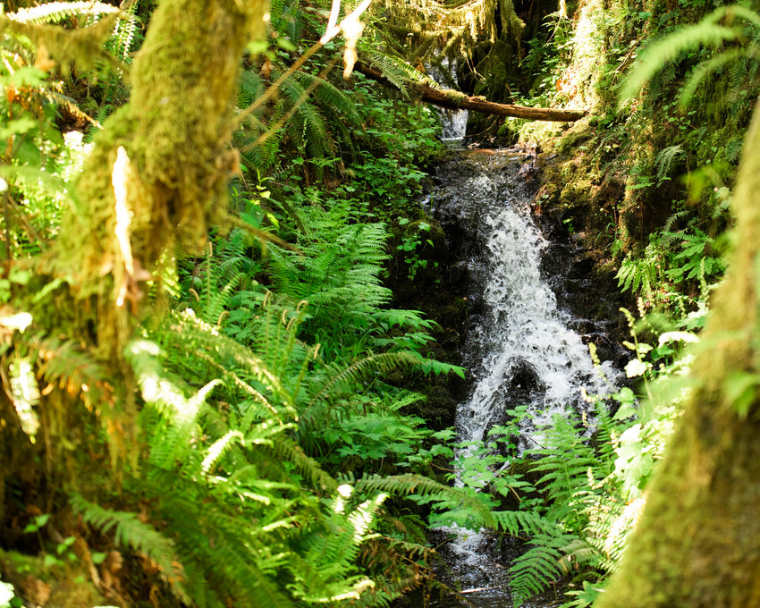 A creek runs through an old growth forest near Rainbow Falls State Park off state Route 6.