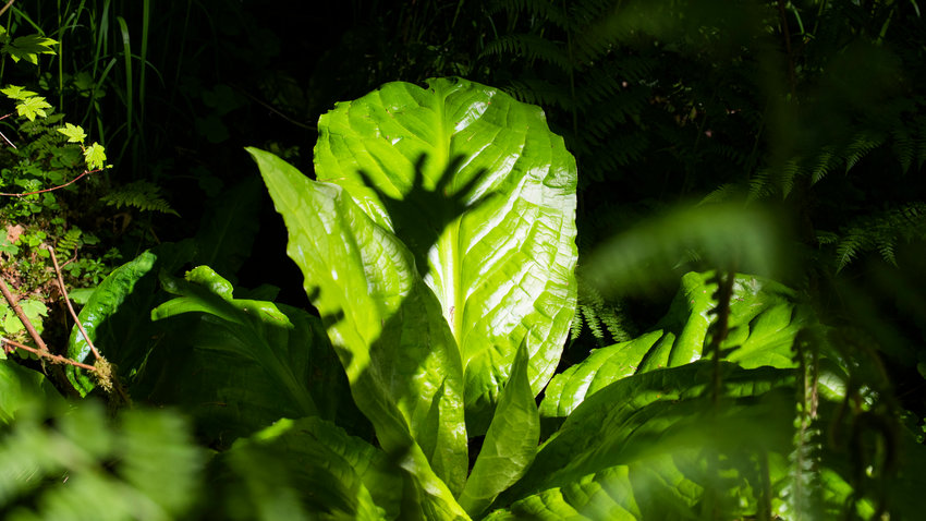The shadow of a hand casts onto a skunk cabbage near Rainbow Falls State Park off state Route 6.