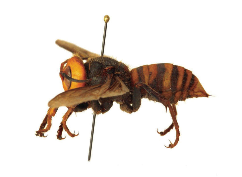 A northern giant hornet is seen in this photo provided by the state Department of Agriculture.