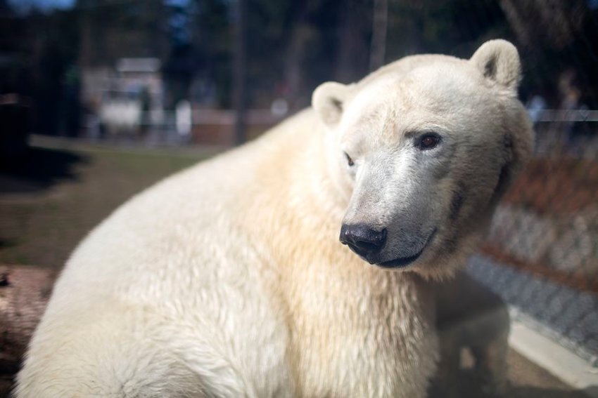 Polar bears Nora and Amelia Gray are helping researchers test new laser equipment designed to weigh bears in a non-invasive way.