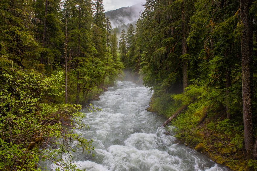 The Ohanapecosh River rushes through trees in Mount Rainier National Park on Sunday, June 5, 2022.