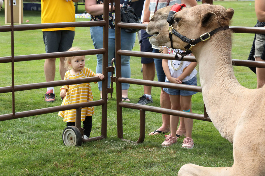 One-year-old Juniper Spurlock from La Center cautiously greets Curly the Camel while at the La Center Our Days Celebration in 2019.