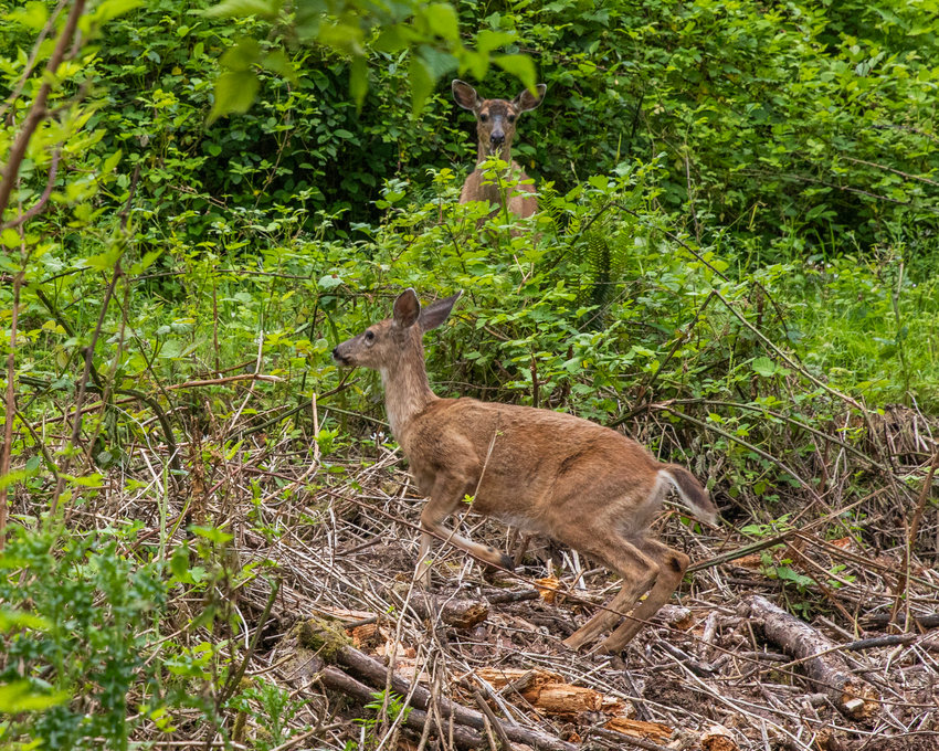 File photo &mdash; Deer graze on Davis Hill in Centralia.