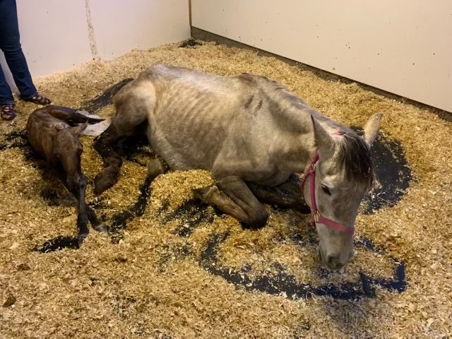 A horse lays by her newborn before being removed from a property in La Center by Clark County Animal Protection and Control in May. The two are currently recovering at Sound Equine Options rescue in Troutdale, Oregon.