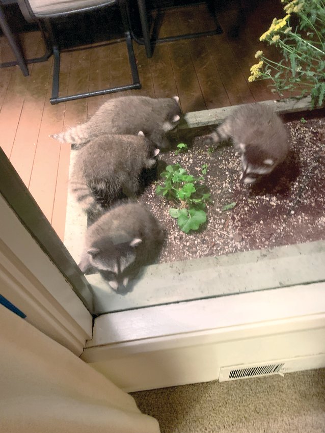 Four baby raccoons play in a flower bed Friday night in the backyard of a house on the 1800 block of Southwest Snively Avenue in Chehalis.