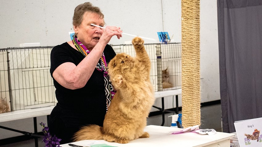 Cat judge Vickie Fisher uses a cat toy to entice a cat named Mcsmitten Redhot Rory, which won best in show during the cat show at the Southwest Washington Fairgrounds this weekend.