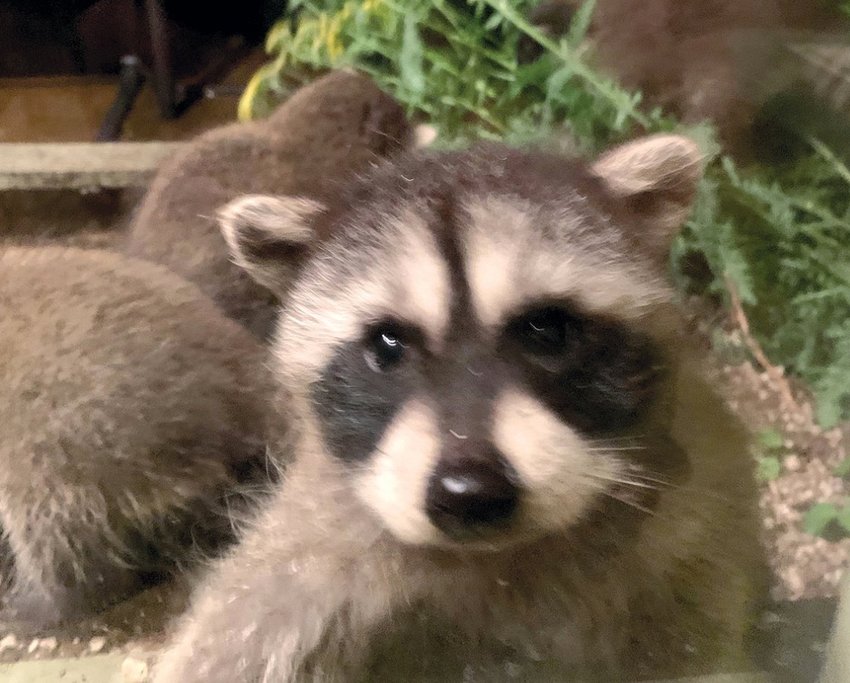 FILE PHOTO &mdash;&nbsp;Four baby raccoons play in a flower bed last Friday night in the backyard of a house on the 1800 block of Southwest Snively Avenue in Chehalis.