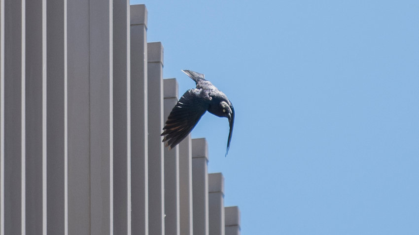 A Brewer&rsquo;s blackbird dives from the roof of Chehalis City Hall toward pedestrians Thursday afternoon.