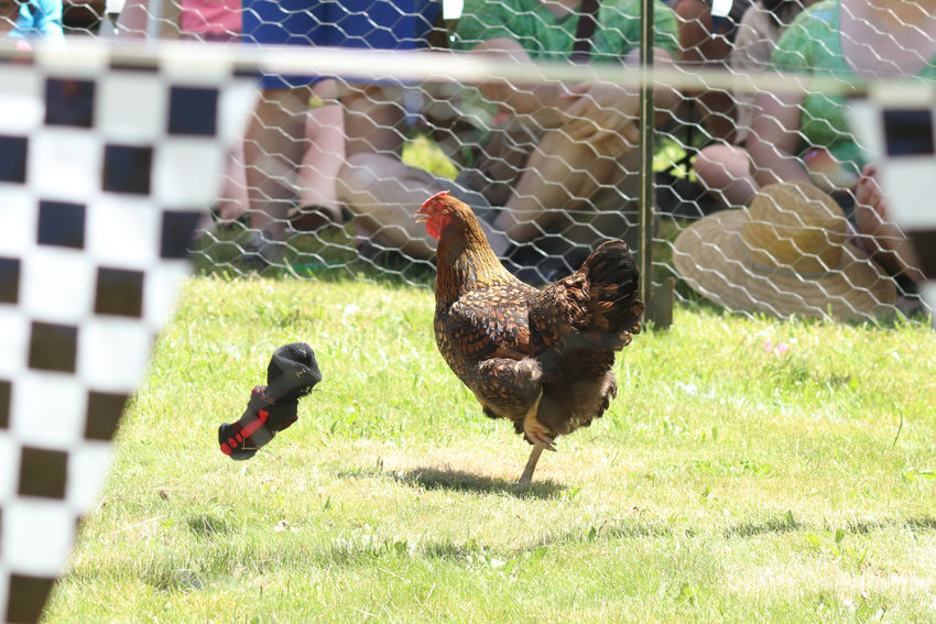 A chicken dodges a thrown pair of socks at Independence Valley Community Hall&rsquo;s 42nd Annual Chicken Races in Rochester on Sunday. Judges timed how quickly contestants, with the help of soft thrown items like socks and hats, could get their chicken to run out of the circle.