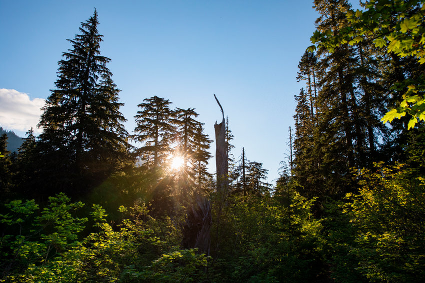 The sun shines through trees in the Gifford Pinchot National Forest in this file photo.