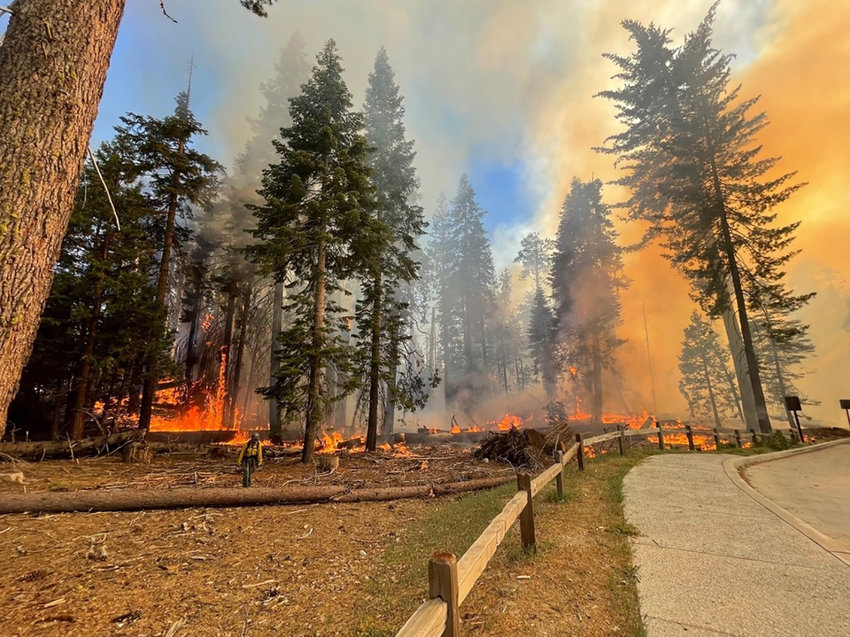 Firefighters at work in Mariposa Grove in Yosemite National Park in California, on July 7, 2022. (Yosemite Fire/TNS)