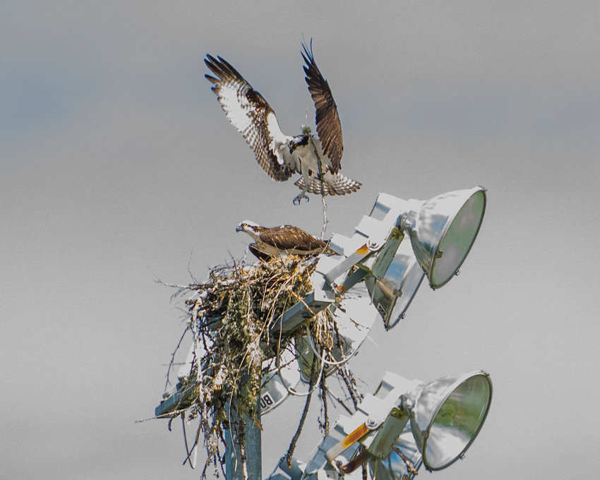 Ospreys, also known as river hawks, use branches to build a nest on a light post near Toledo High School&rsquo;s Ted Hippi Field on Saturday.