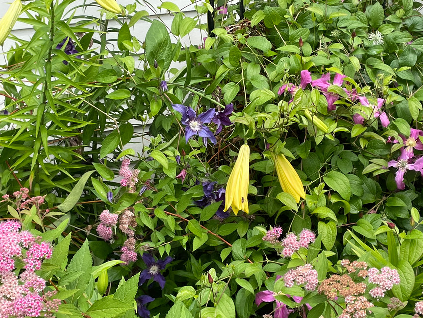 A purple clematis flower is displayed with other plants in Fran Hammond&rsquo;s garden.