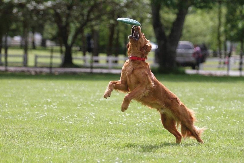 A dog prepares to bite into a frisbee as the Centralia Toss and Fetch Club gathers at Fort Borst Park in Centralia.