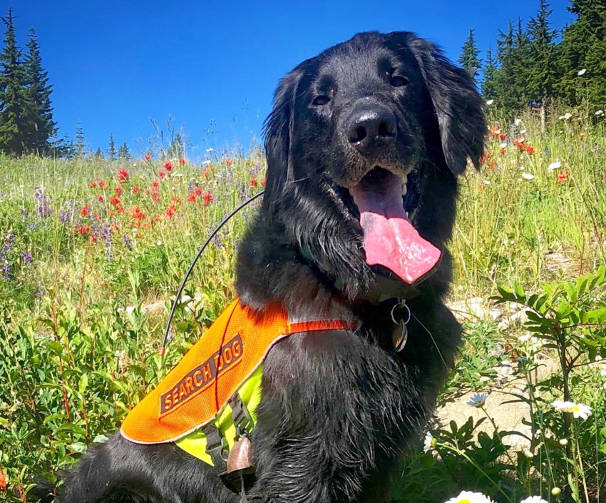Lincoln is a five-year-old flat-coated retriever with national certifications in wilderness air scent and human remains detection. Volunteering with the Sheriff&rsquo;s Office as a member of King County Search Dogs, Lincoln has deployed throughout Washington State on urban, water, forest, and alpine searches from the shores of Puget Sound to the crest of the Cascade Mountains.