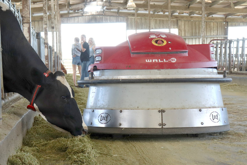 A cow eats hay pushed into reach by the Lely Juno automatic feed pusher, affectionately nicknamed after the Pixar character &ldquo;WALL-E&rdquo; by its owners, at Sun-Ton Farms in Adna on Friday.