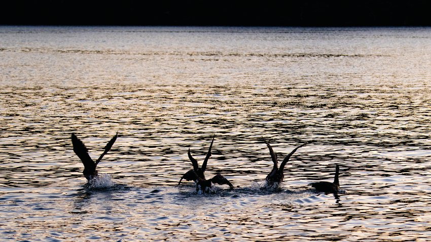 Geese splash into Mayfield Lake and walk along the shore in these photographs captured at sunset from Mayfield Lake Park Tuesday at sunset.
