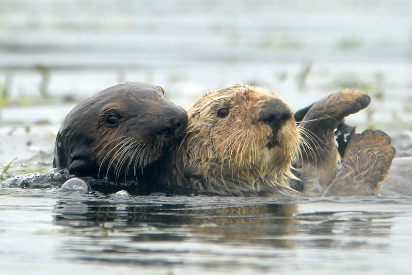Sea otters in the Elkhorn Slough on July 23, 2020, in Moss Landing, California. (Doug Duran/Bay Area News Group/TNS)