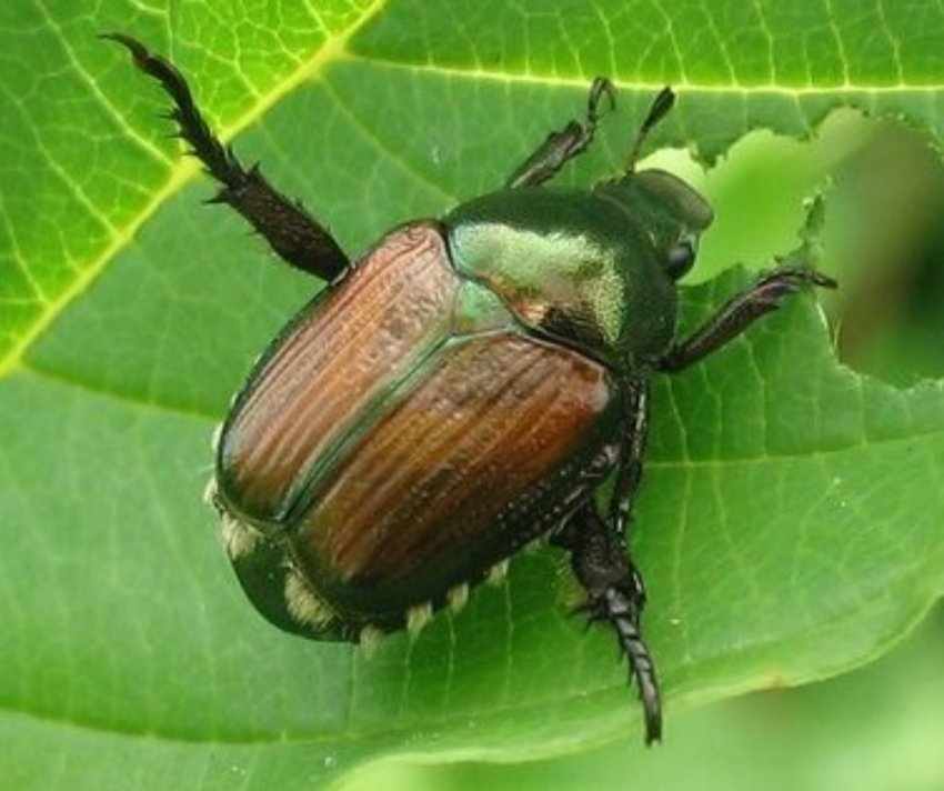Photo credit: &quot;Japanese Beetle&quot; by Benimoto is licensed under CC BY 2.0.