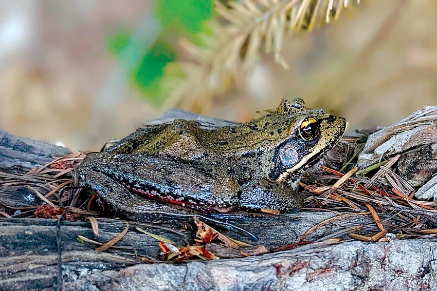 A frog is pictured along the banks of Mayfield Lake in this photograph captured Tuesday evening at Ike Kinswa State Park.