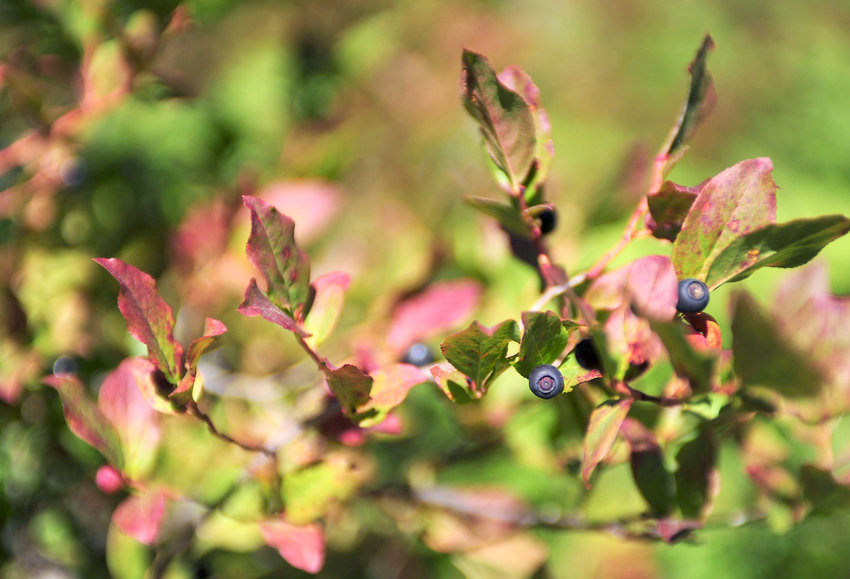Huckleberries are seen in a field in the Gifford Pinchot National Forest in this Chronicle file photo.