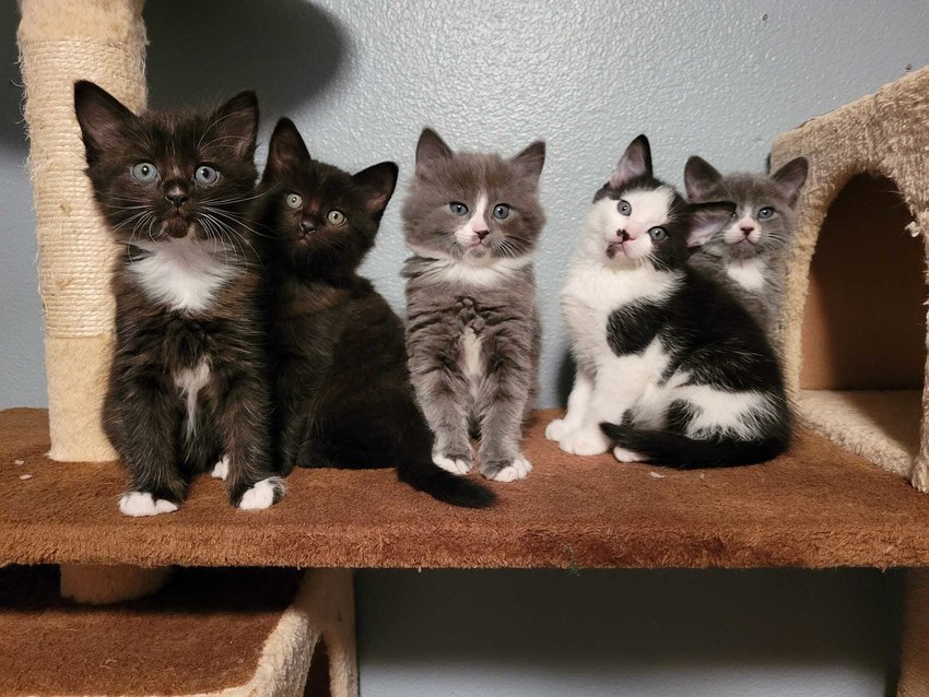 Kittens in the care of Furry Friends stand on cat tower.