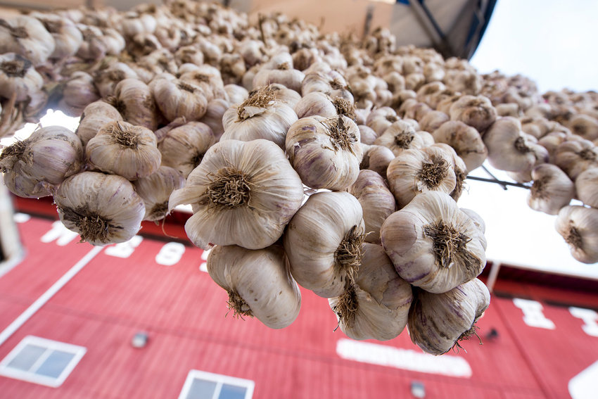 Braids of garlic hang from the side of the booth for Channing Family Farm, from Twisp, at Garlic Festival in this Chronicle file photo.
